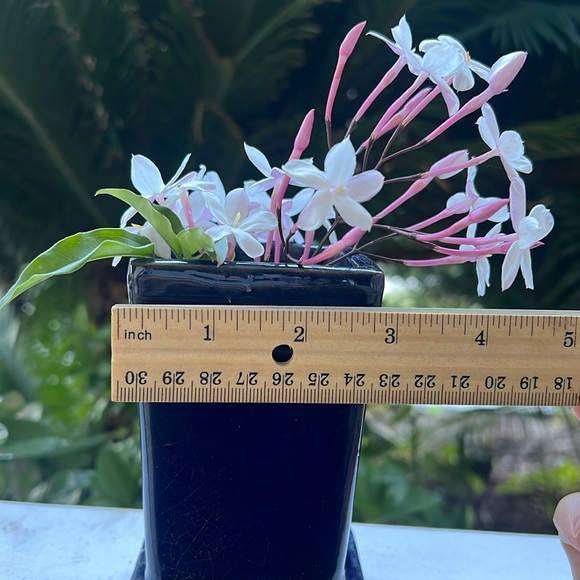 Vintage Glazed Ceramic Pot with Saucer - Picture 10 of 16